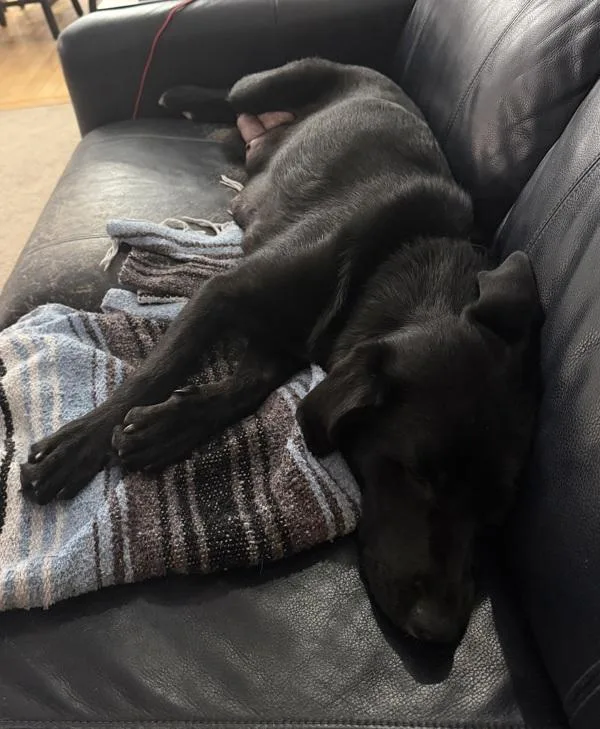 An adult medium-sized female Labrador Retriever dog named Mama for adoption in Stratham, NH
