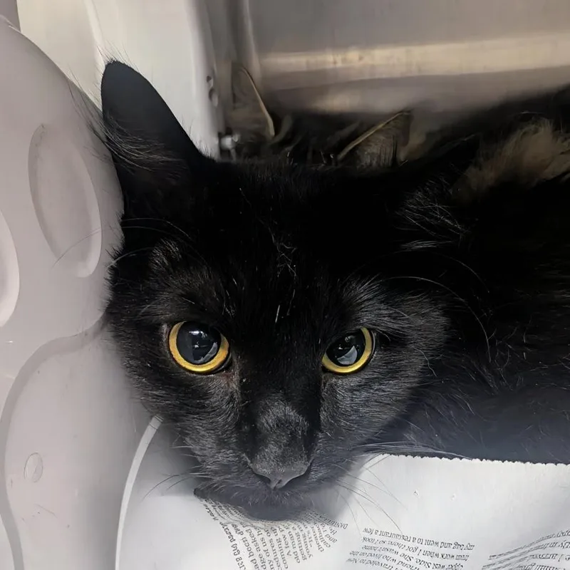 A young extra large-sized male Black Domestic Long Hair cat named Cash for adoption in Springfield, IL