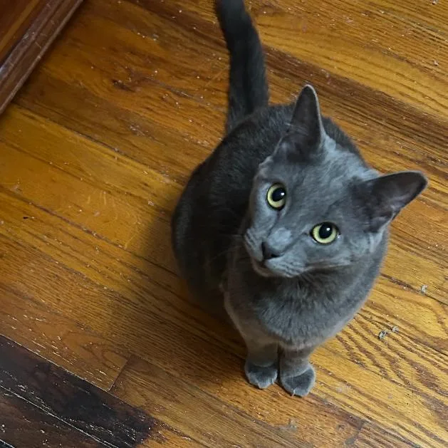 An adult large-sized male Gray / Blue / Silver Domestic Short Hair cat named Pecan for adoption in Pittsburgh, PA