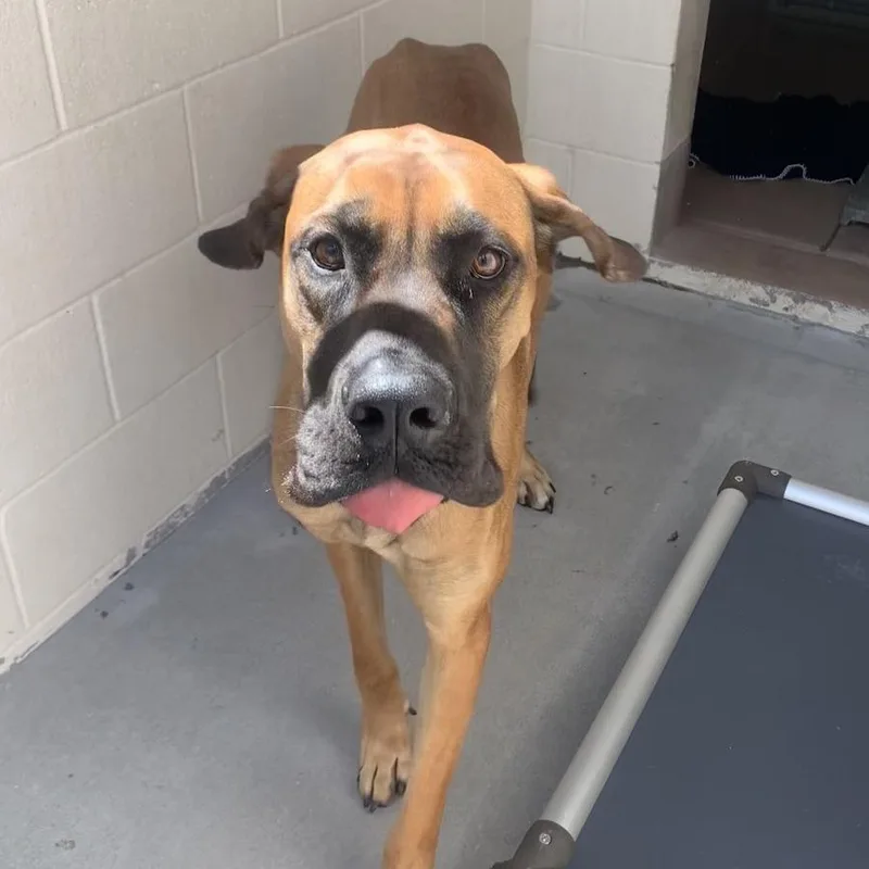 An adult large-sized female Brown / Chocolate Great Dane dog named Artemis for adoption in Reno, NV