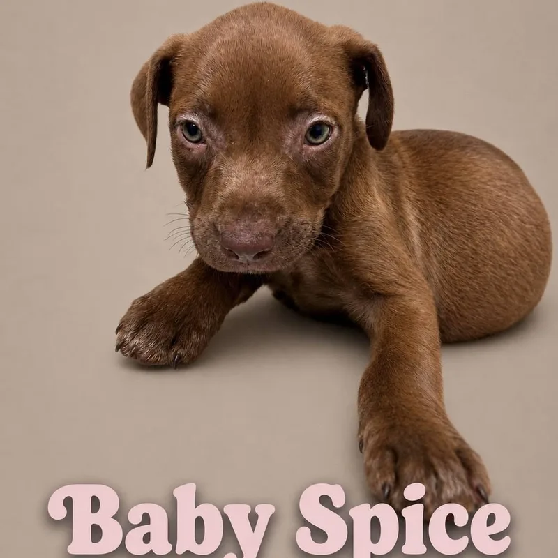 A baby medium-sized female Brown / Chocolate Labrador Retriever dog named Baby Spice for adoption in Myrtle Beach, SC