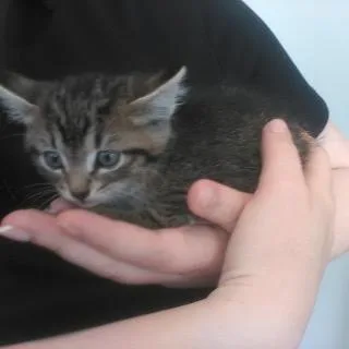 Mr. Deathclaw thumbnail 2