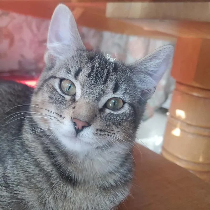 Mr. Deathclaw thumbnail 3