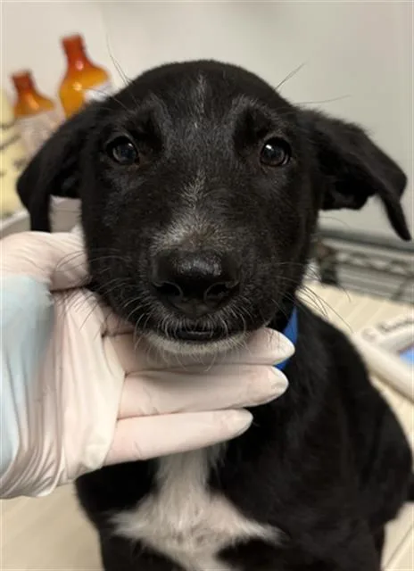 A baby small-sized male Black Shepherd dog named Luca LONGTIME RESIDENT for adoption in Thousand Oaks, CA