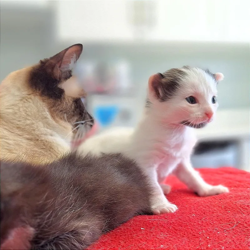 A baby small-sized female Domestic Short Hair cat named Star for adoption in Cumming, GA