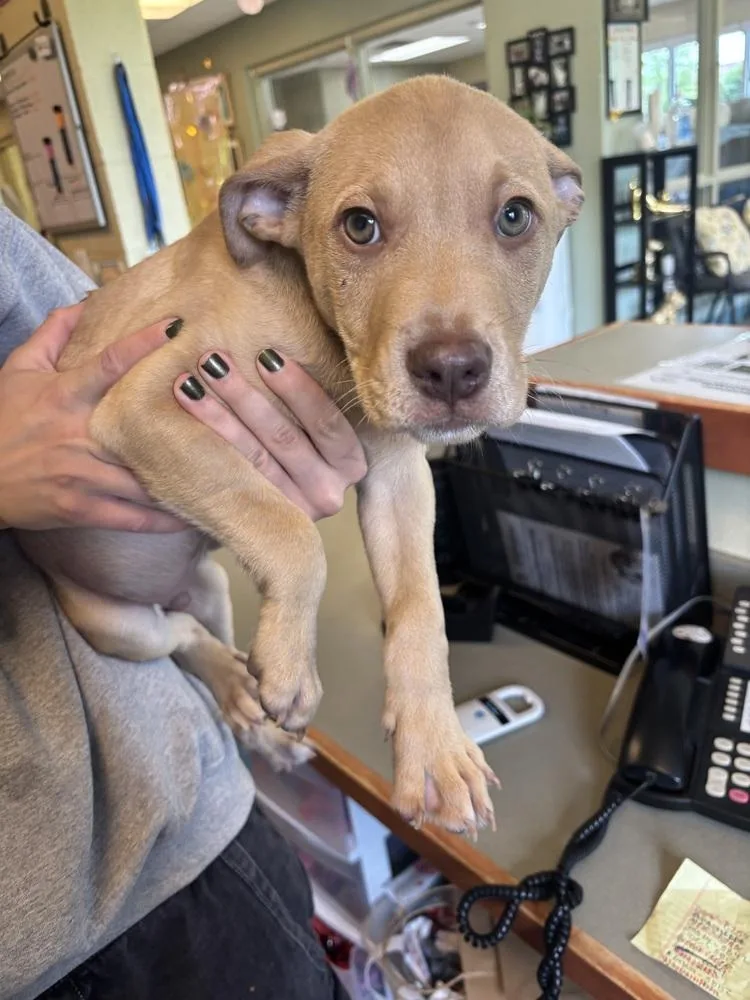 A baby small-sized male Mixed Breed dog named Chick Hicks for adoption in Kalamazoo, MI