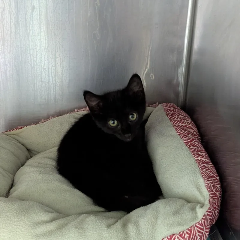 A baby small-sized female Domestic Short Hair cat named Eileen for adoption in Jeffersonville, IN