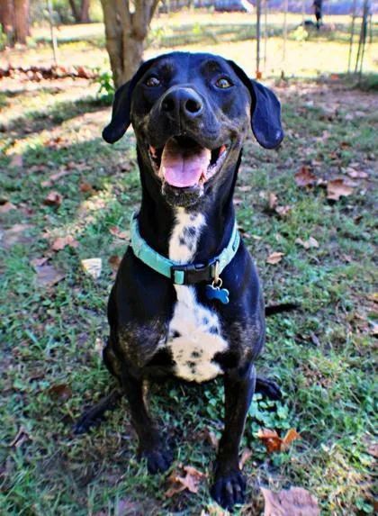 An adult large-sized male Rottweiler dog named Ryder for adoption in Morton Grove, IL