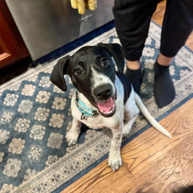 A baby small-sized female White / Cream German Shorthaired Pointer dog named London D for adoption in Princeton, MN