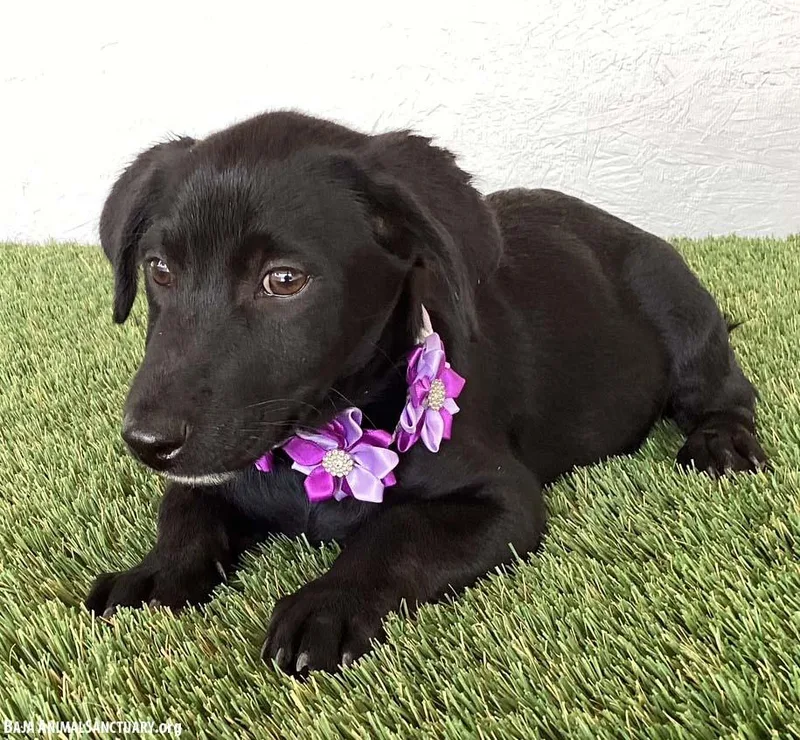 A baby medium-sized female Black Labrador Retriever dog named Lydia for adoption in San Diego, CA