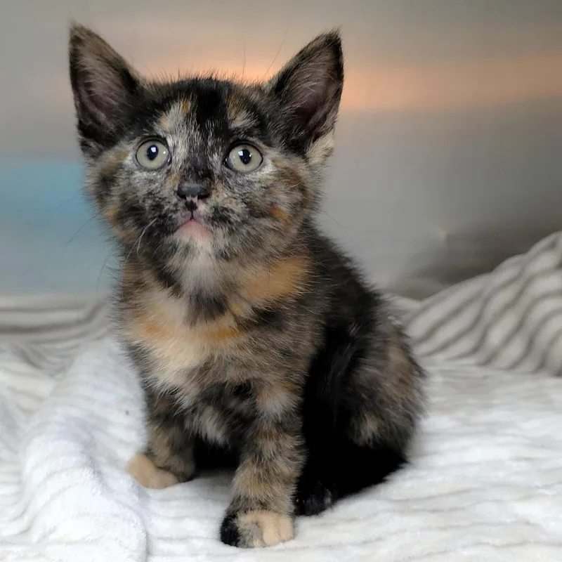A baby small-sized female Tortoiseshell Domestic Short Hair cat named Bari for adoption in Michigan City, IN