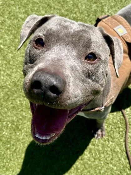 An adult large-sized male Merle (Blue) Mixed Breed dog named Roscoe for adoption in Wichita, KS