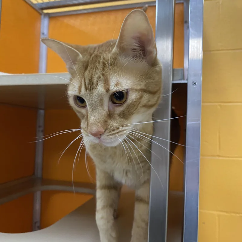 Butterscotch thumbnail 2