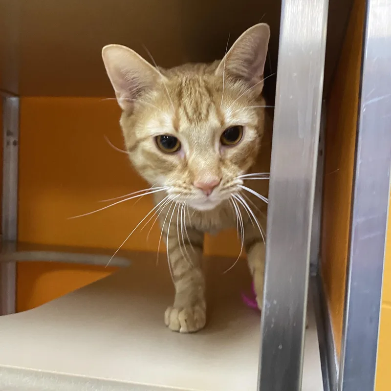 Butterscotch thumbnail 3