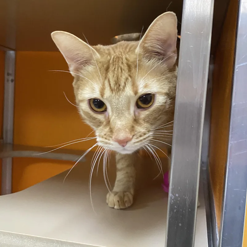 An adult medium-sized male Orange / Red Domestic Short Hair cat named Butterscotch for adoption in Elyria, OH