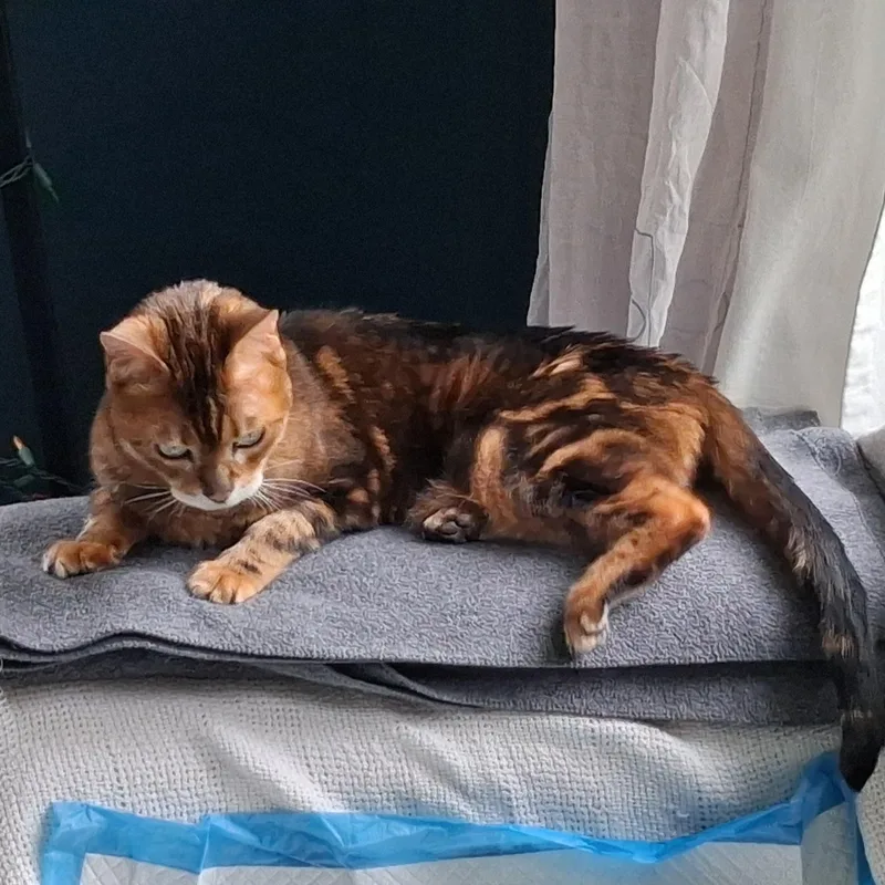 A senior medium-sized male Orange / Red Domestic Short Hair cat named Loki & Rover for adoption in Waltham, MA