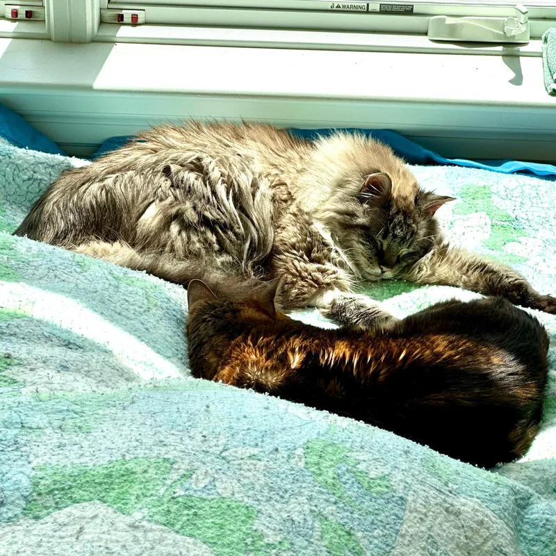 Loki & Rover thumbnail 3