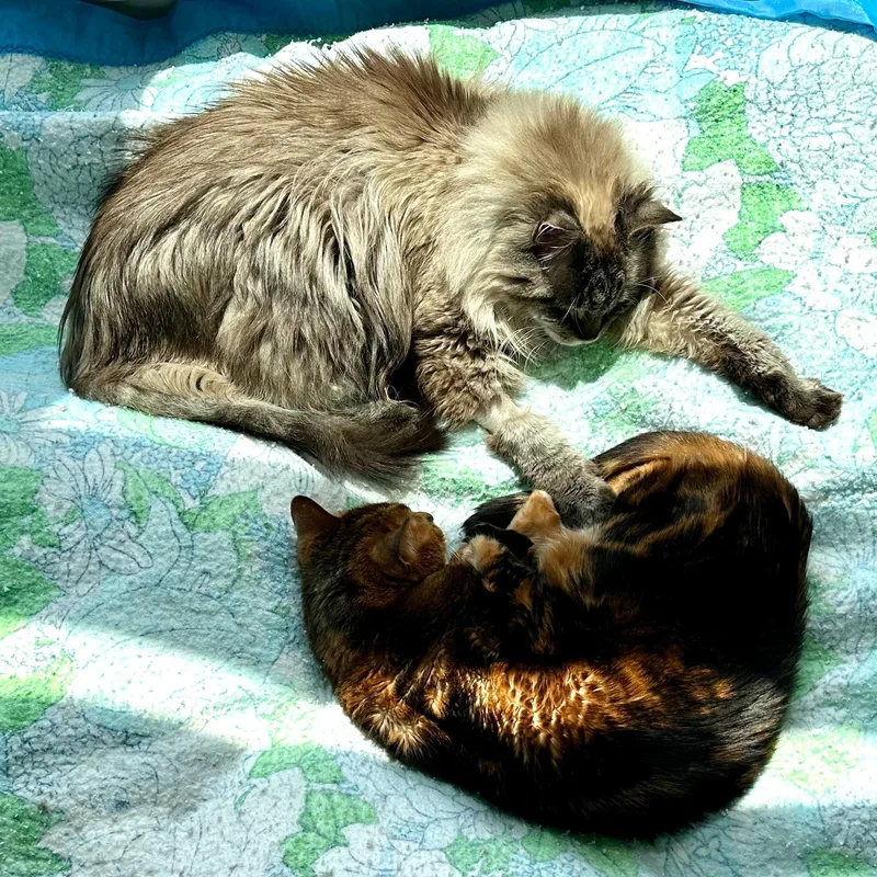 Loki & Rover thumbnail 4