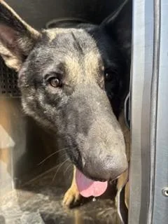 An adult large-sized male German Shepherd Dog dog named Amarillo for adoption in Phoenix, AZ