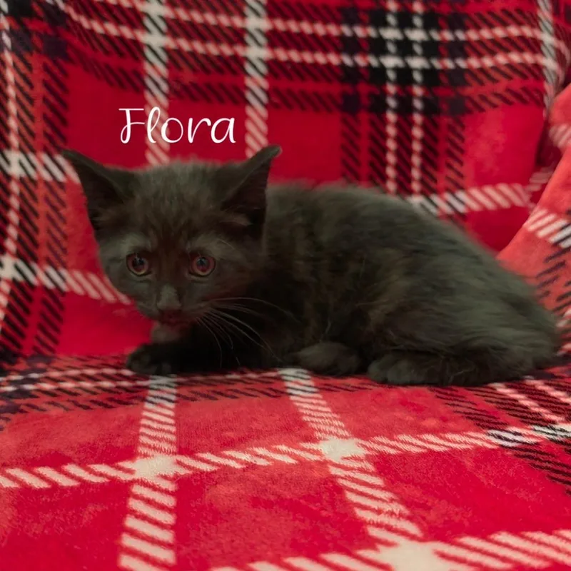 Flora