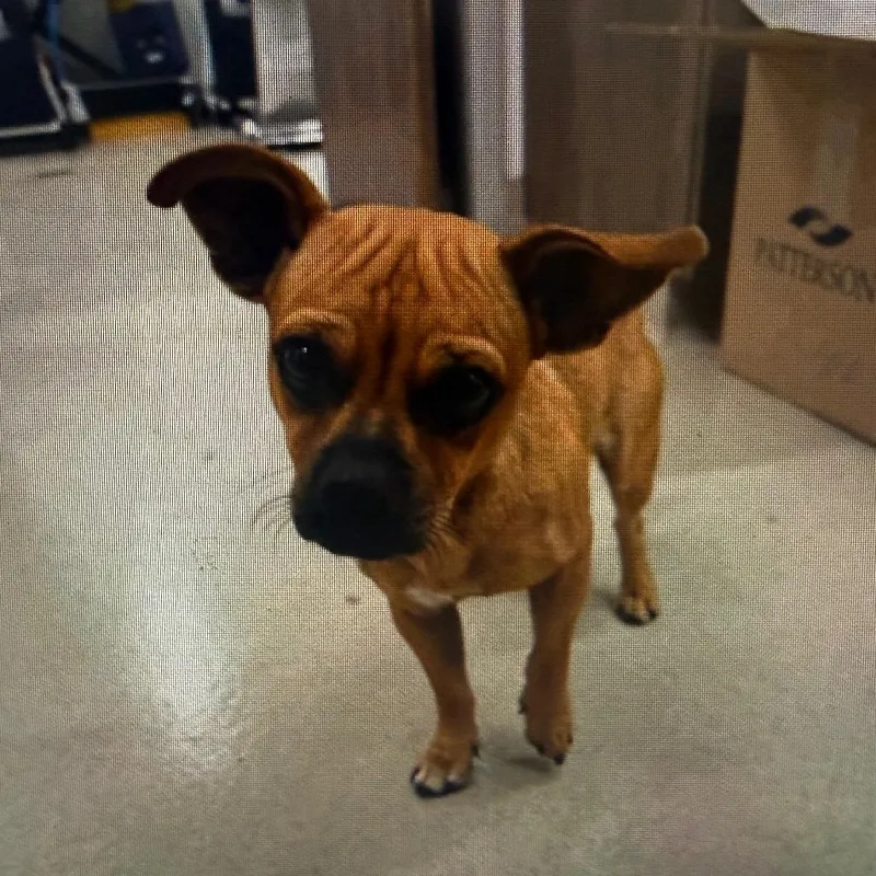 A young small-sized male Brown / Chocolate Mixed Breed dog named Boyd for adoption in Houston, TX