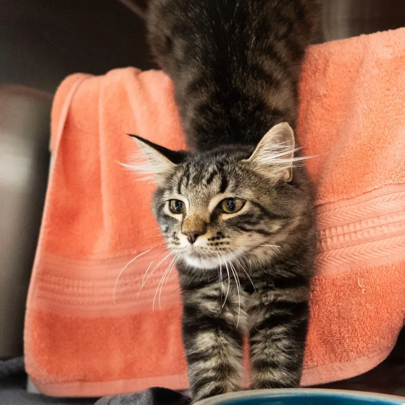 A baby medium-sized male Domestic Medium Hair cat named Ridley A Catnip for adoption in Shoreline, WA