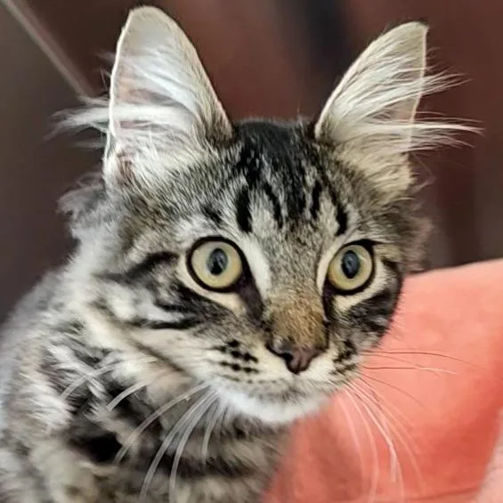 Ridley A Catnip thumbnail 2