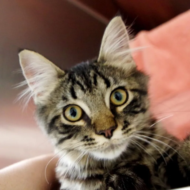Ridley A Catnip thumbnail 4