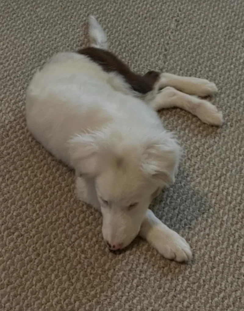 A young medium-sized female Australian Shepherd dog named Carrots for adoption in Arlington, TX