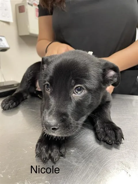 A baby small-sized female Labrador Retriever dog named Nicole for adoption in Sugar Land, TX