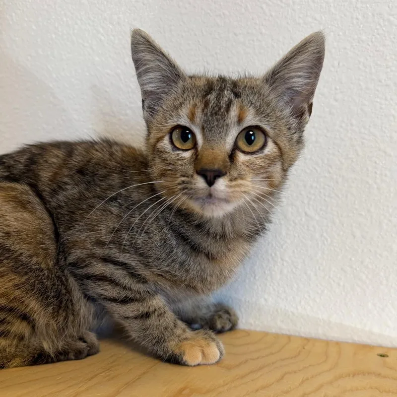 A baby small-sized female Domestic Short Hair cat named Spectrum for adoption in Cody, WY