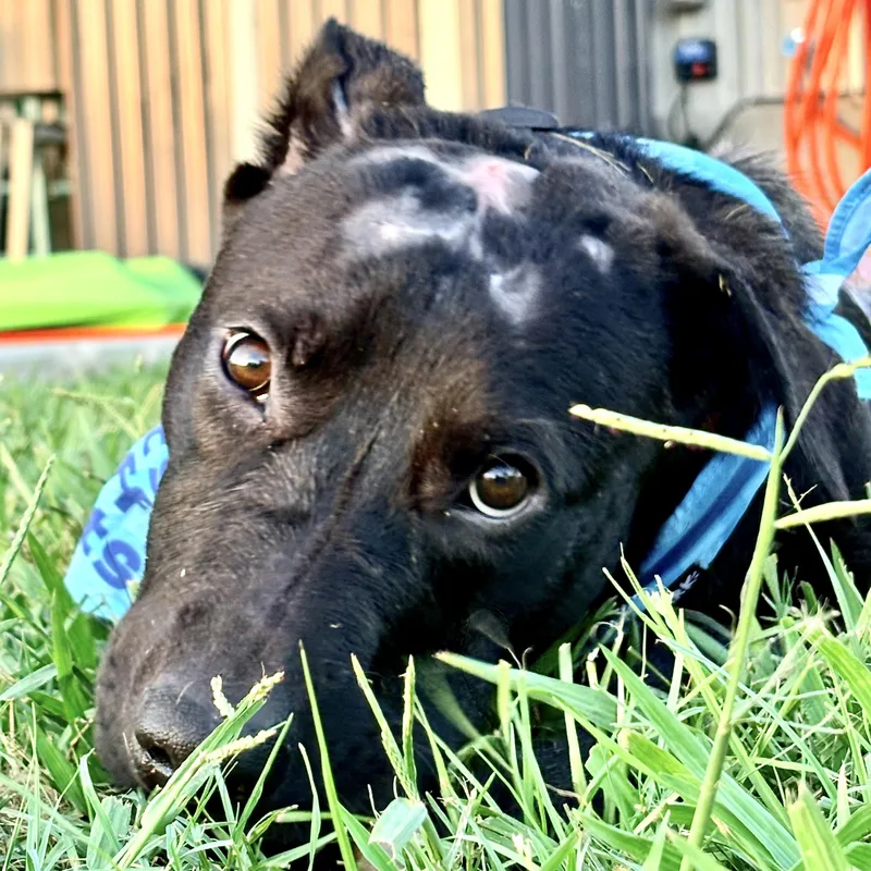 A young large-sized male Black Labrador Retriever dog named Trooper for adoption in Liverpool, TX