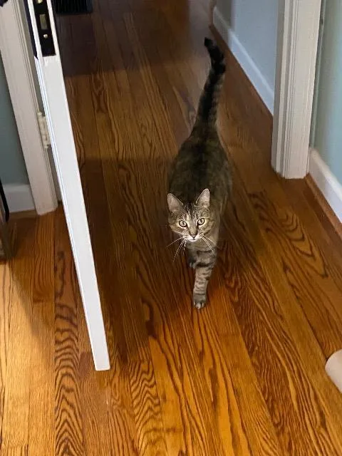 An adult medium-sized female Domestic Short Hair cat named Astrid for adoption in Cincinnati, OH