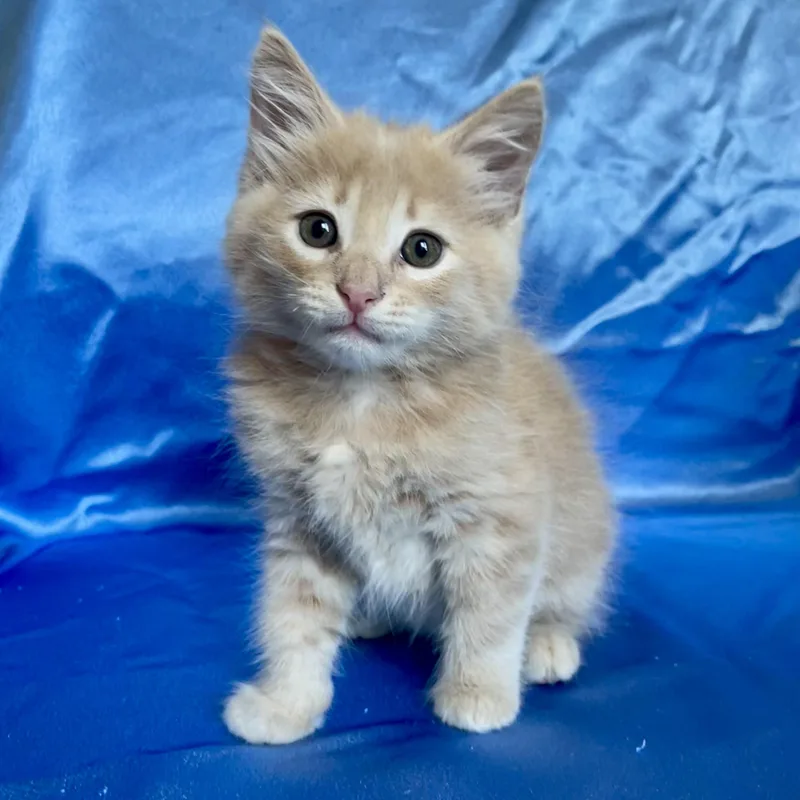 A baby small-sized male Buff & White Domestic Medium Hair cat named Luke for adoption in Rowland Heights, CA