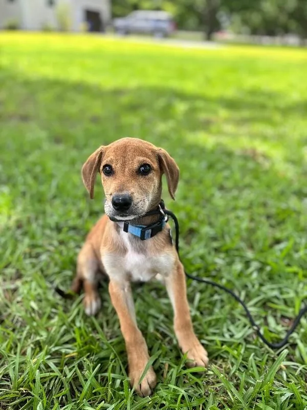 A baby small-sized female Tricolor (Brown, Black, & White) Beagle dog named Allison for adoption in Aiken, SC