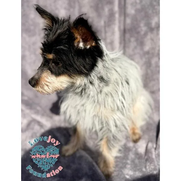 Cookie Dough thumbnail 2