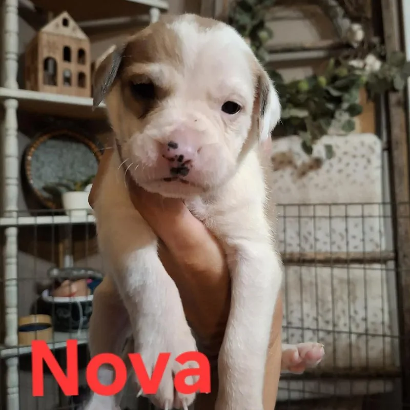 A baby medium-sized female English Bulldog dog named Nova for adoption in Wadena, MN