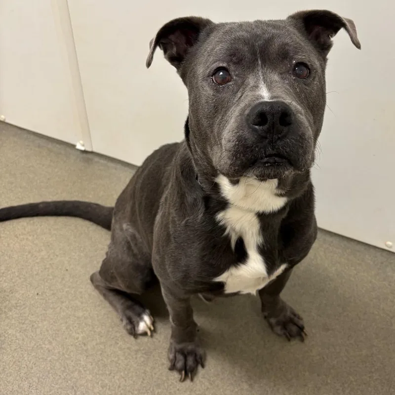 A senior large-sized male Gray / Blue / Silver Mixed Breed dog named Draco for adoption in Rocky Mount, VA