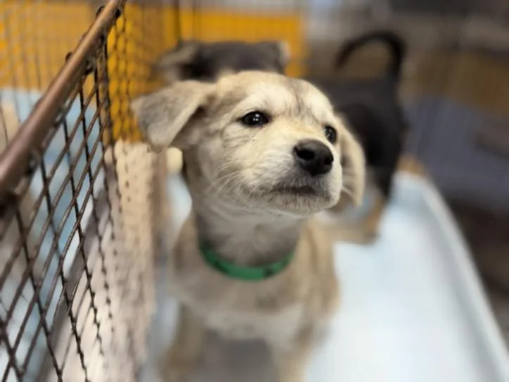 A baby small-sized female Mixed Breed dog named Panacea for adoption in Los Angeles, CA