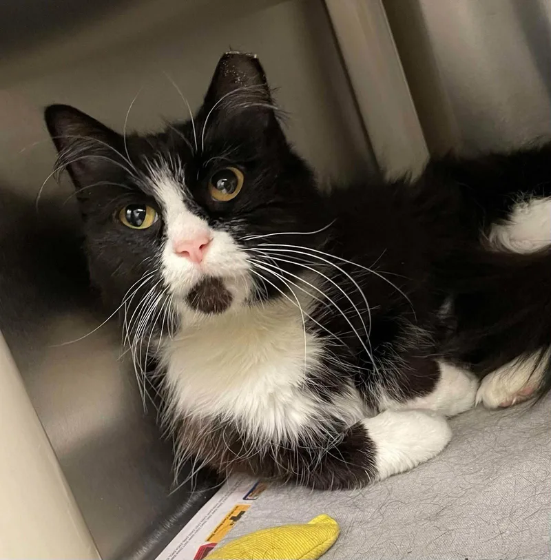 An adult medium-sized female Black & White / Tuxedo Domestic Medium Hair cat named Carrie for adoption in Covington, VA