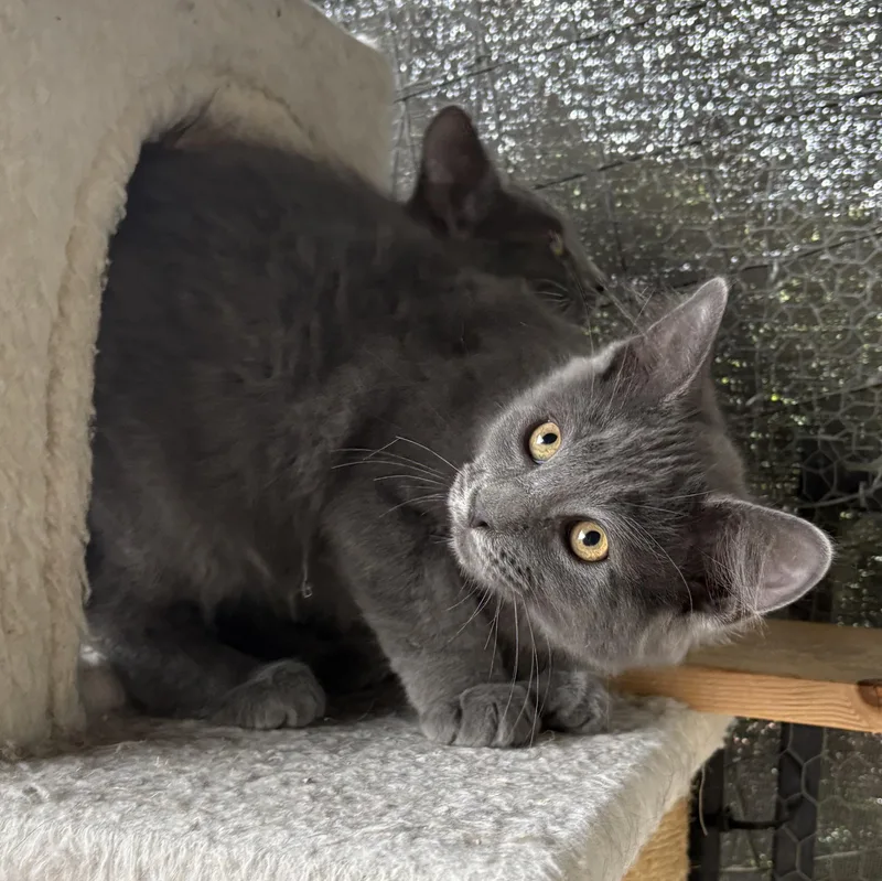 A baby medium-sized male Gray / Blue / Silver Domestic Medium Hair cat named Peperoncini for adoption in La Canada, CA