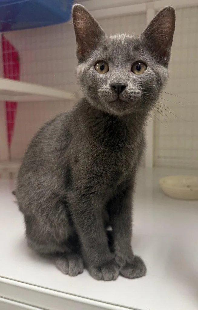 A baby medium-sized male Domestic Short Hair cat named Watson for adoption in St. Helens, OR
