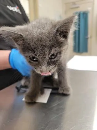 A baby small-sized female Domestic Short Hair cat named Bug for adoption in Fishers, IN