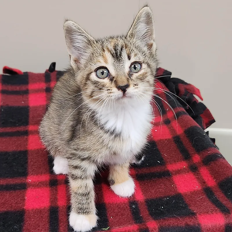 A baby medium-sized female Torbie cat named Zola for adoption in Marshfield, WI