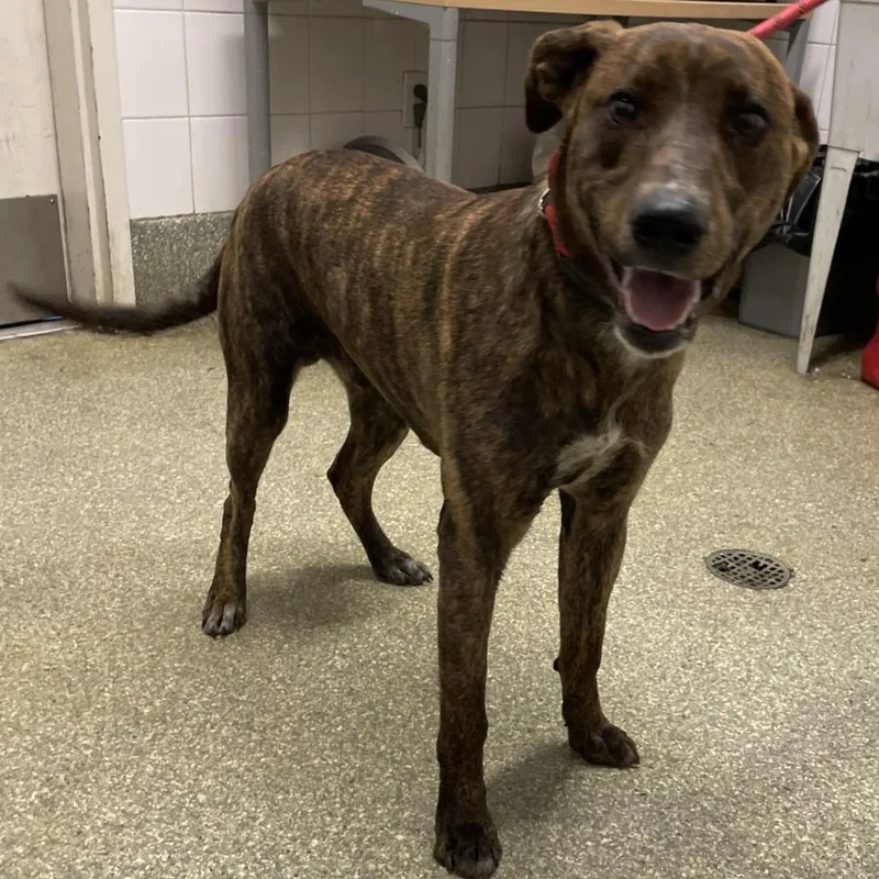 An adult large-sized male Brindle Mastiff dog named Rocket for adoption in San Gabriel, CA
