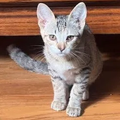 A baby medium-sized female Torbie Tabby cat named Honey Uncrustables for adoption in Sacramento, CA