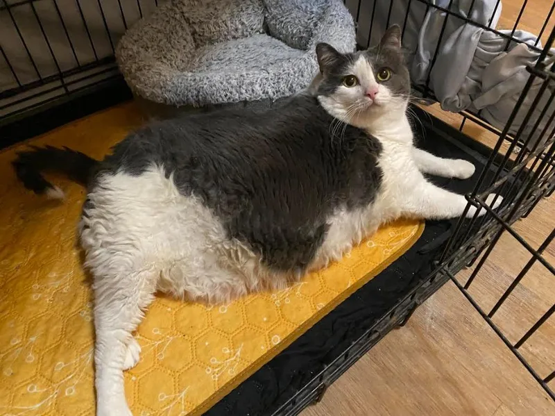 An adult medium-sized female Domestic Short Hair cat named Scarlet for adoption in Rutherfordton, NC