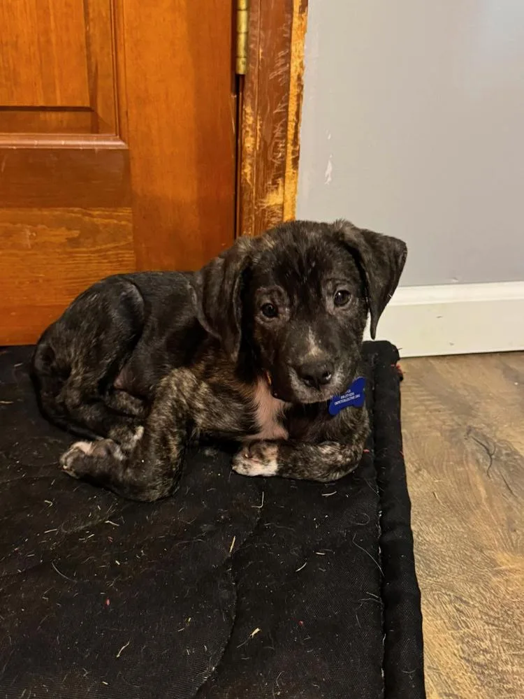 A baby small-sized male Brindle Pit Bull Terrier dog named Shaq for adoption in TULSA, OK