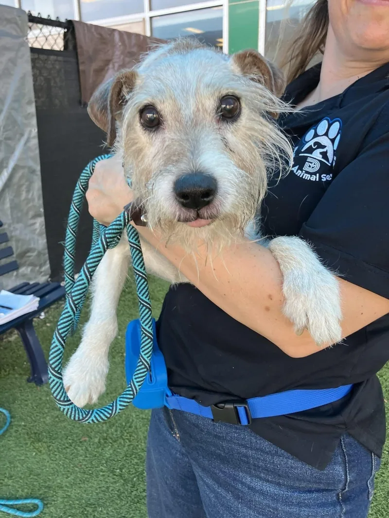A senior small-sized male Parson Russell Terrier dog named Chops for adoption in Bowdoin, ME