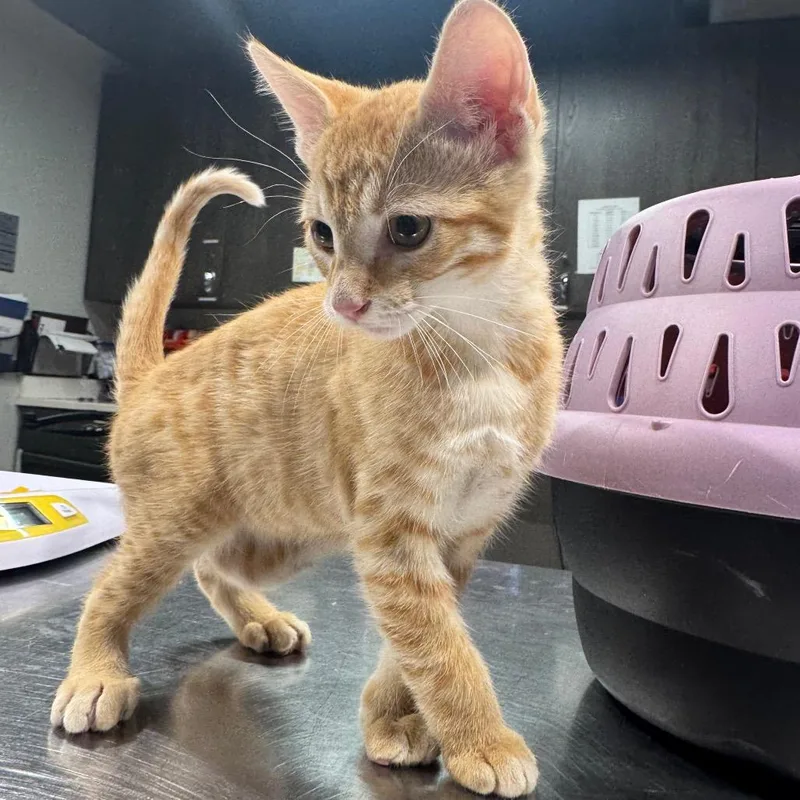 A baby small-sized male Orange / Red Domestic Short Hair cat named Dasher for adoption in Tampa, FL